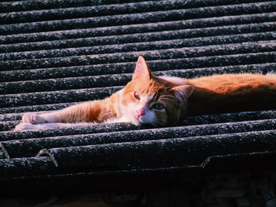 橙色的虎斑猫躺在黑色的金属表面
